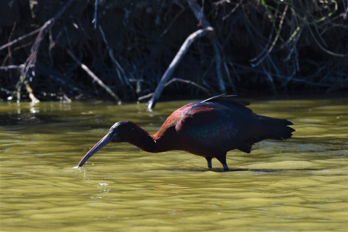 Glossy Ibis - ML654827778