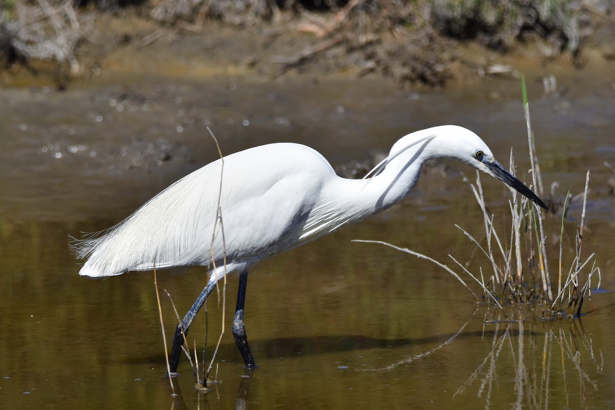 Little Egret - ML654827815