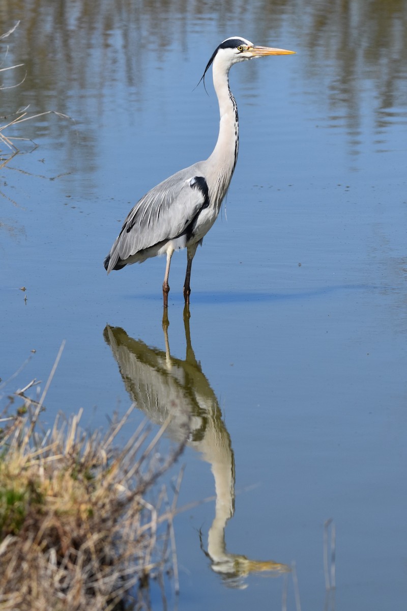 Gray Heron - ML654827833