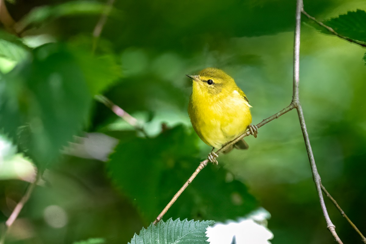 Tennessee Warbler - ML654828422