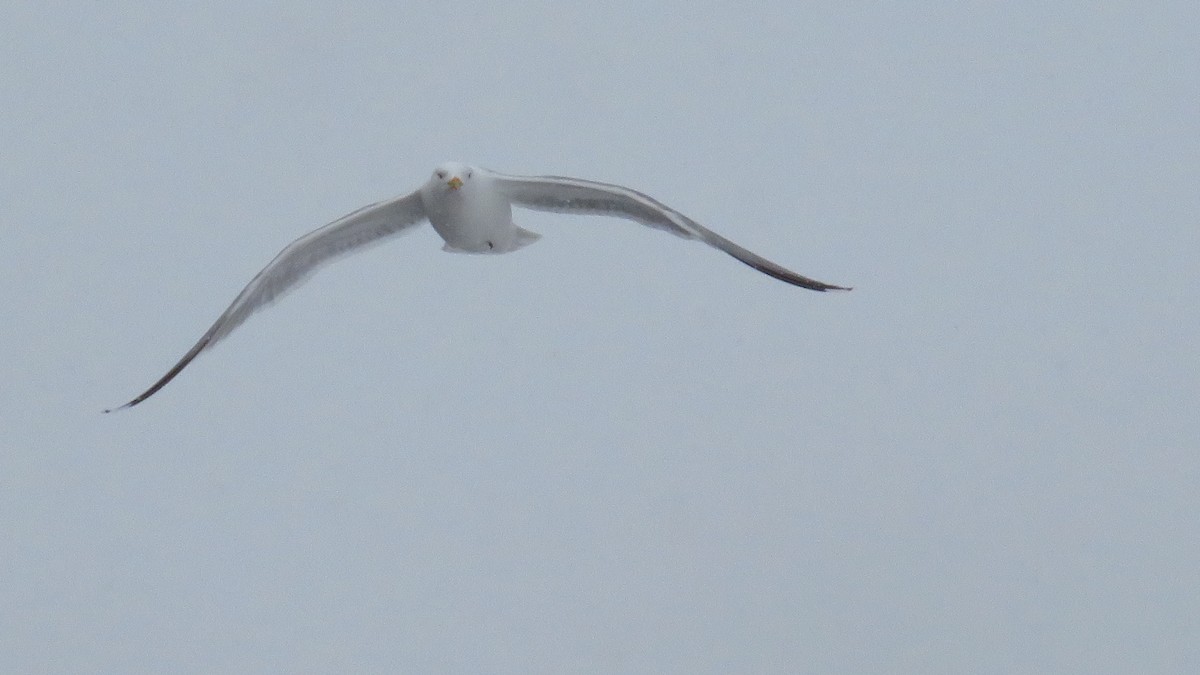 racek sp. - ML654829050