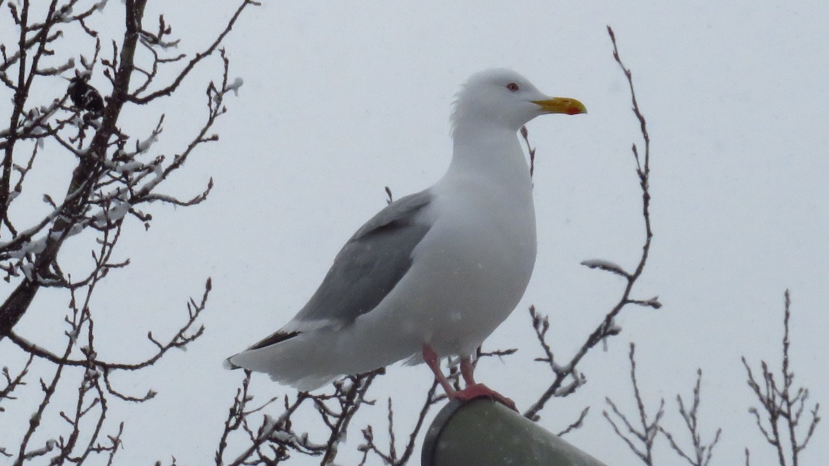 racek sp. - ML654829051