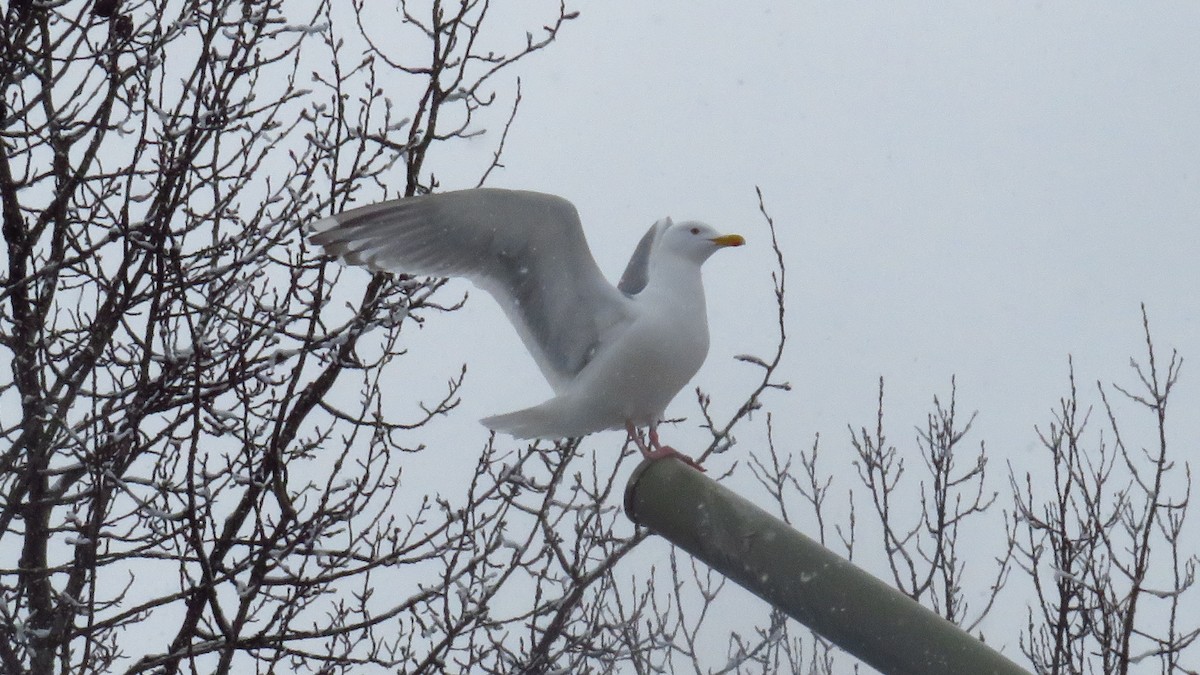 racek sp. - ML654829052