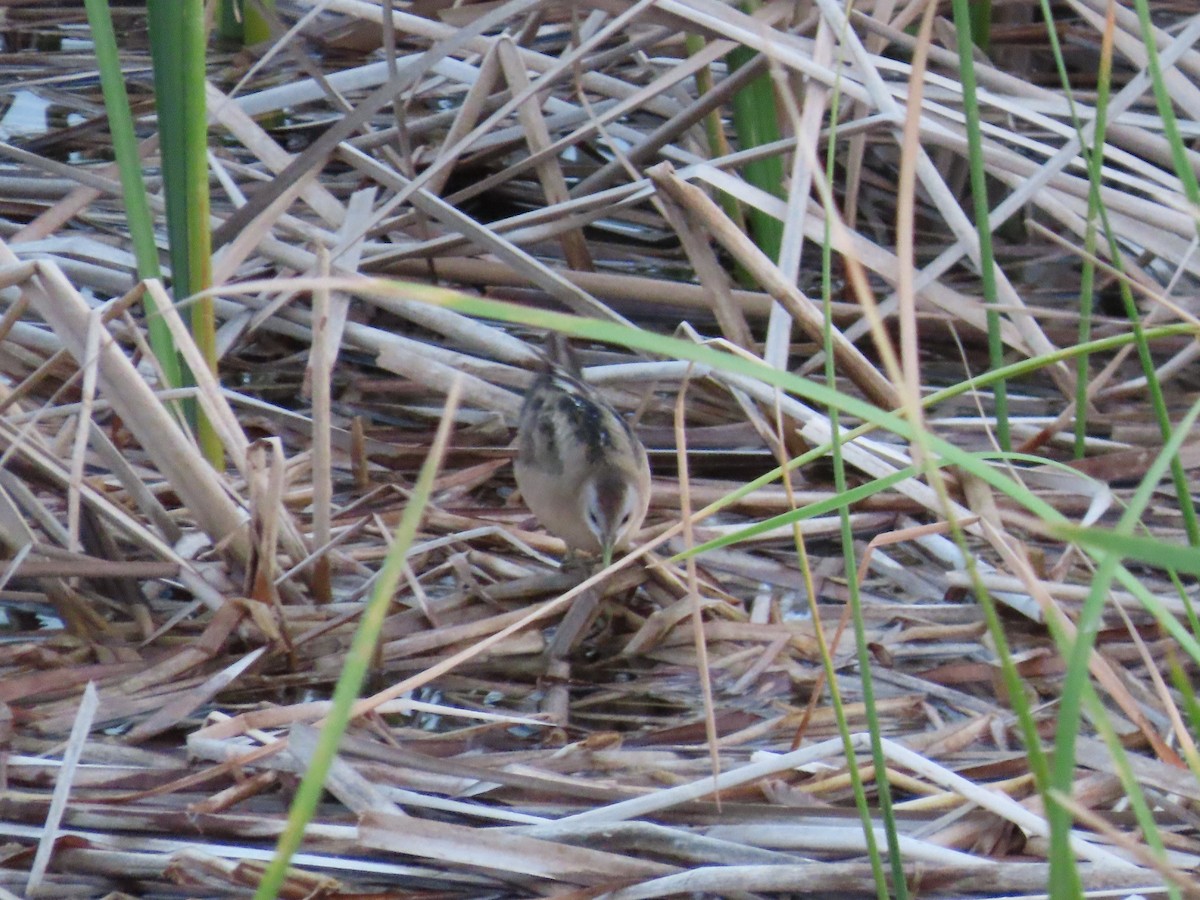 Little Crake - ML654829176