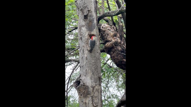 Red-bellied Woodpecker - ML654830048