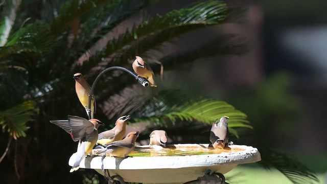 Cedar Waxwing - ML654830309