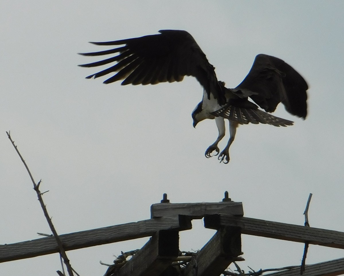 Osprey - ML654830534