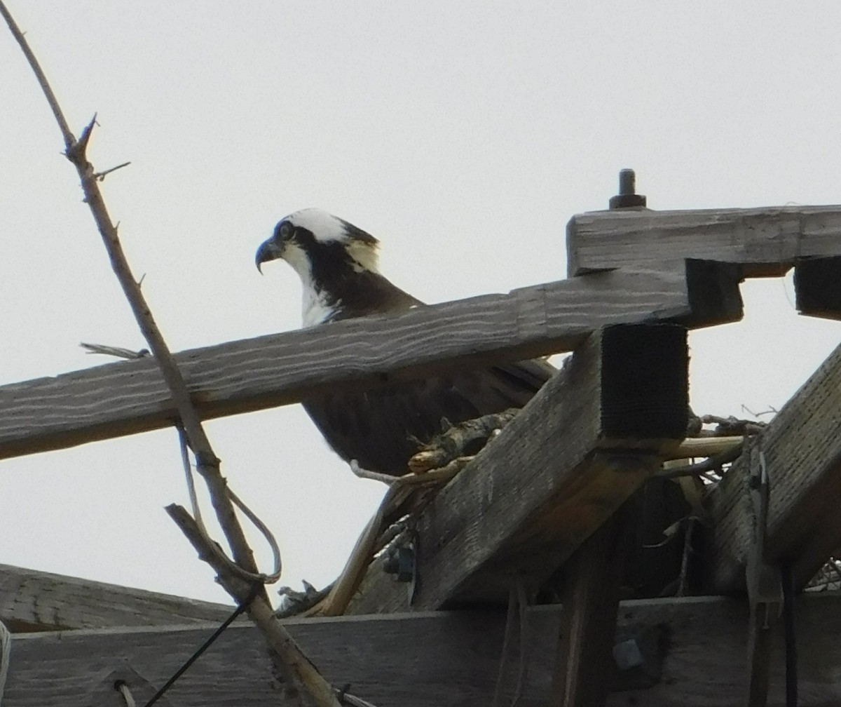 Osprey - ML654830535