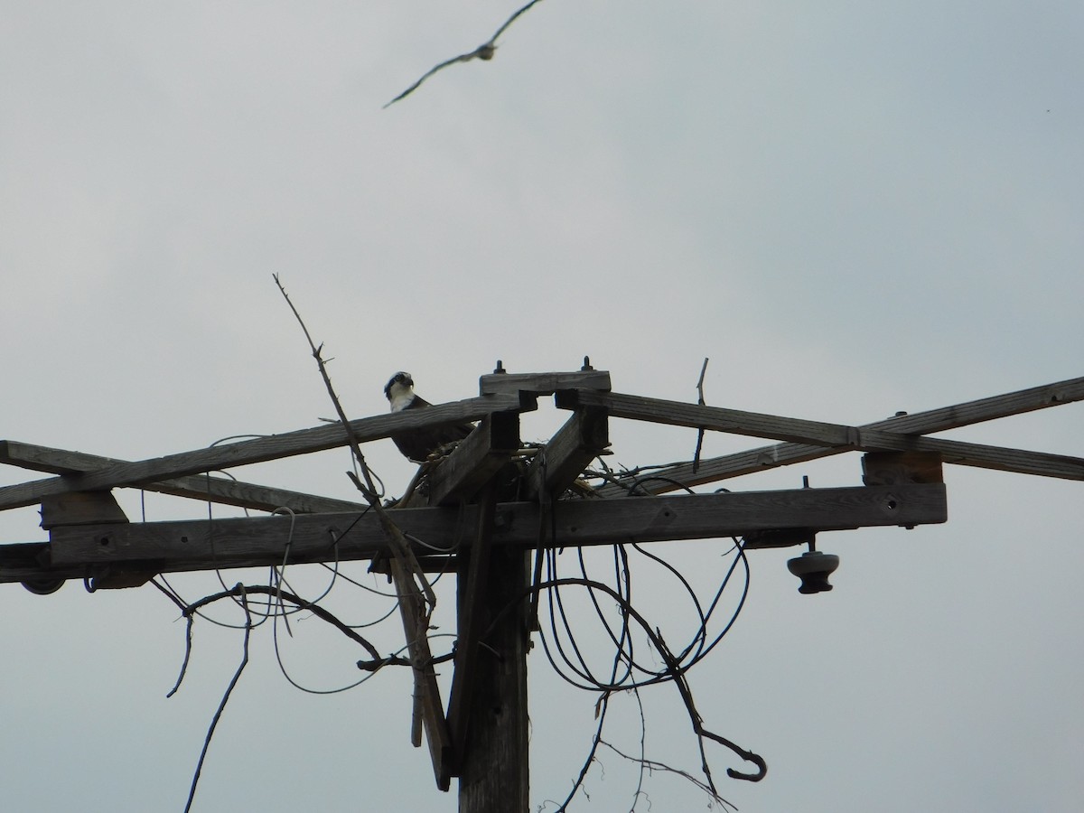 Osprey - ML654830536