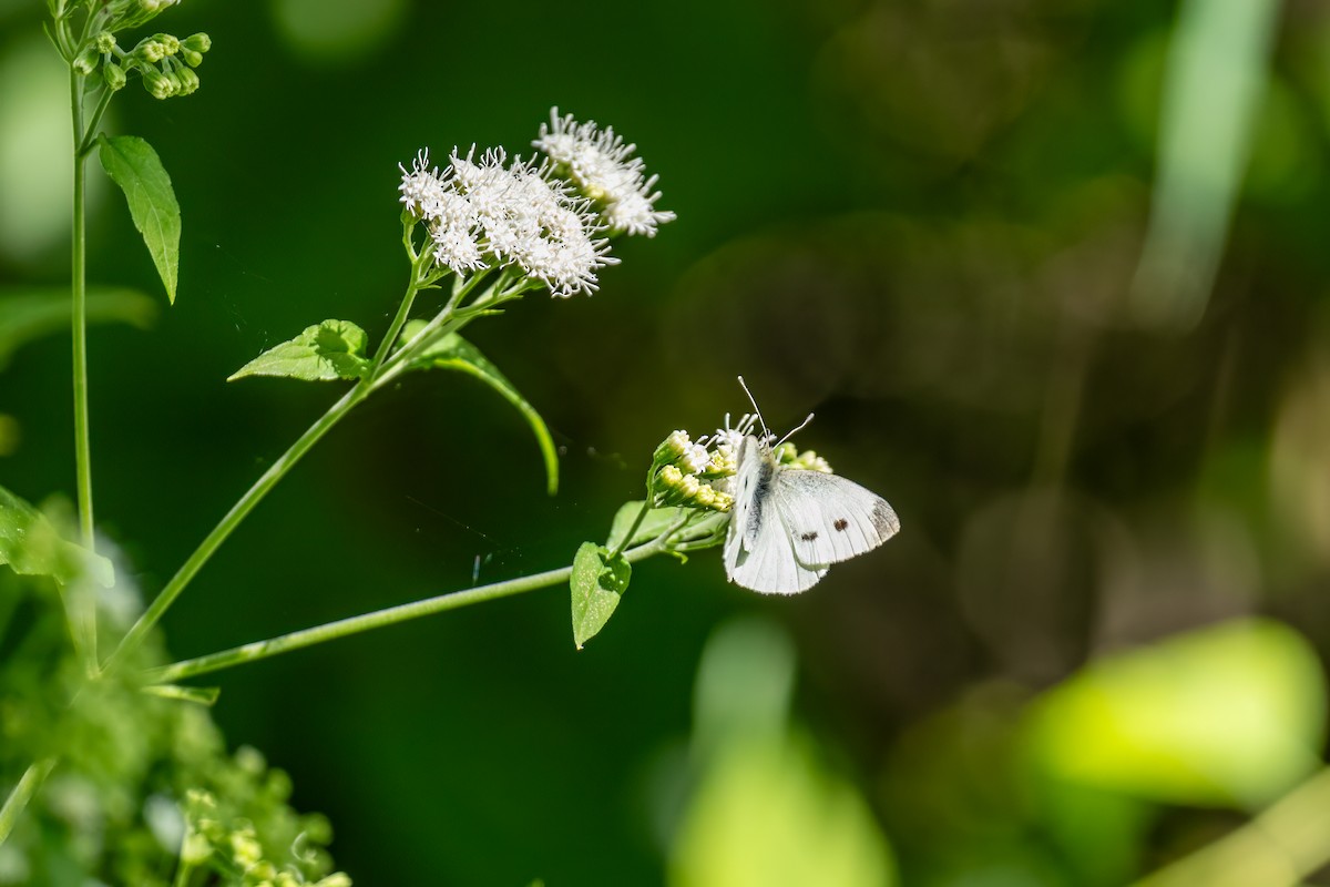 Small White - ML654830757
