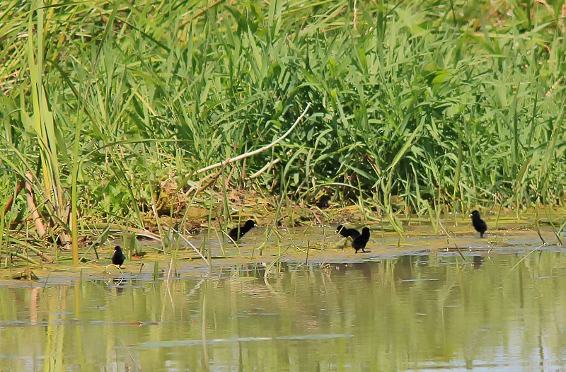 Virginia Rail - Johanne Charette