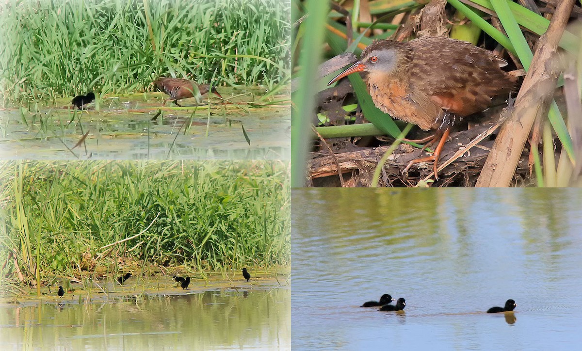 Virginia Rail - Johanne Charette