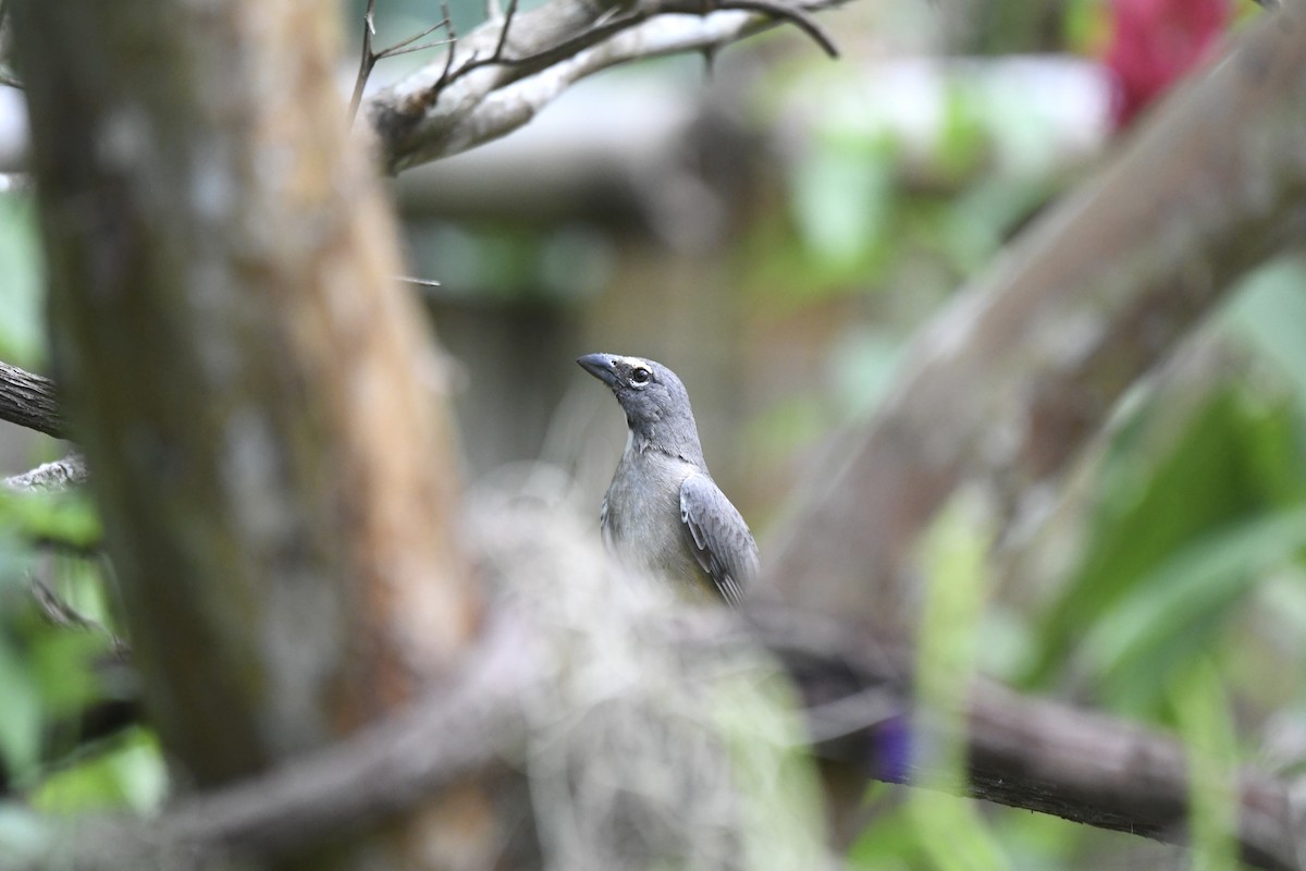 Kurşuni Saltator - ML654832719