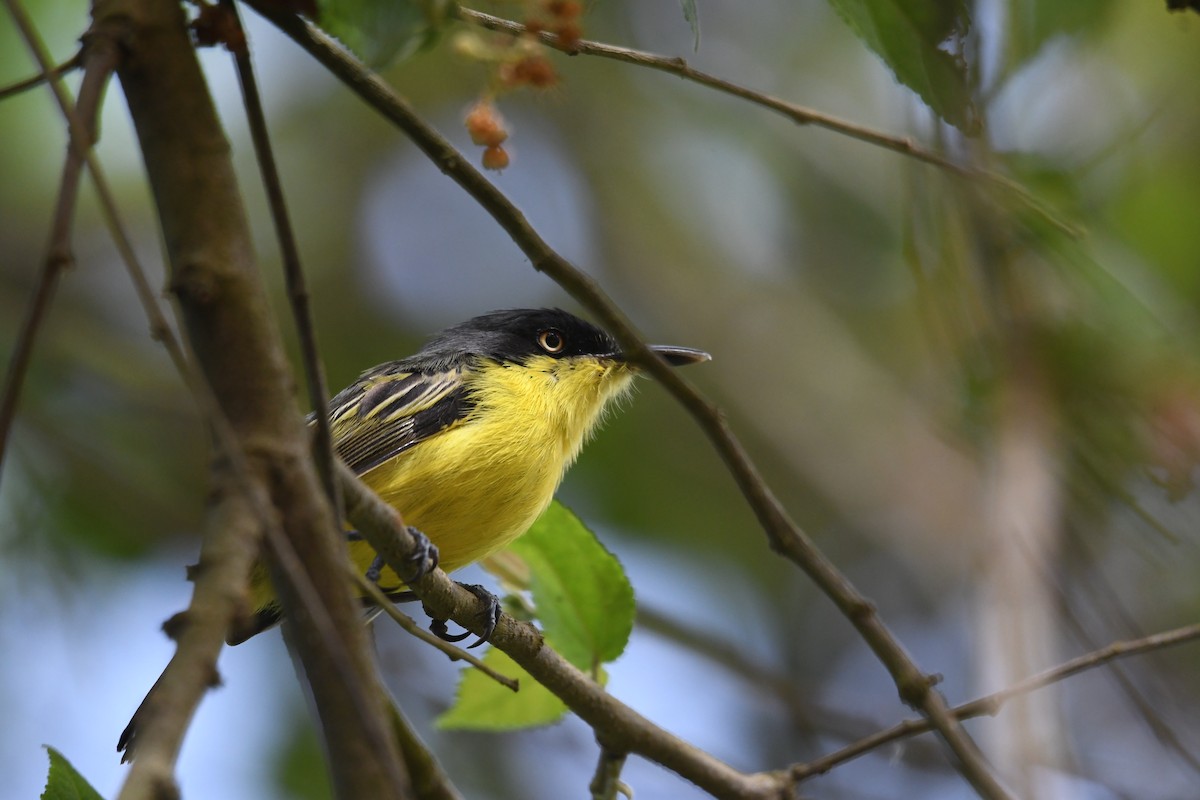 Todi Sinekkapanı [cinereum grubu] - ML654832730