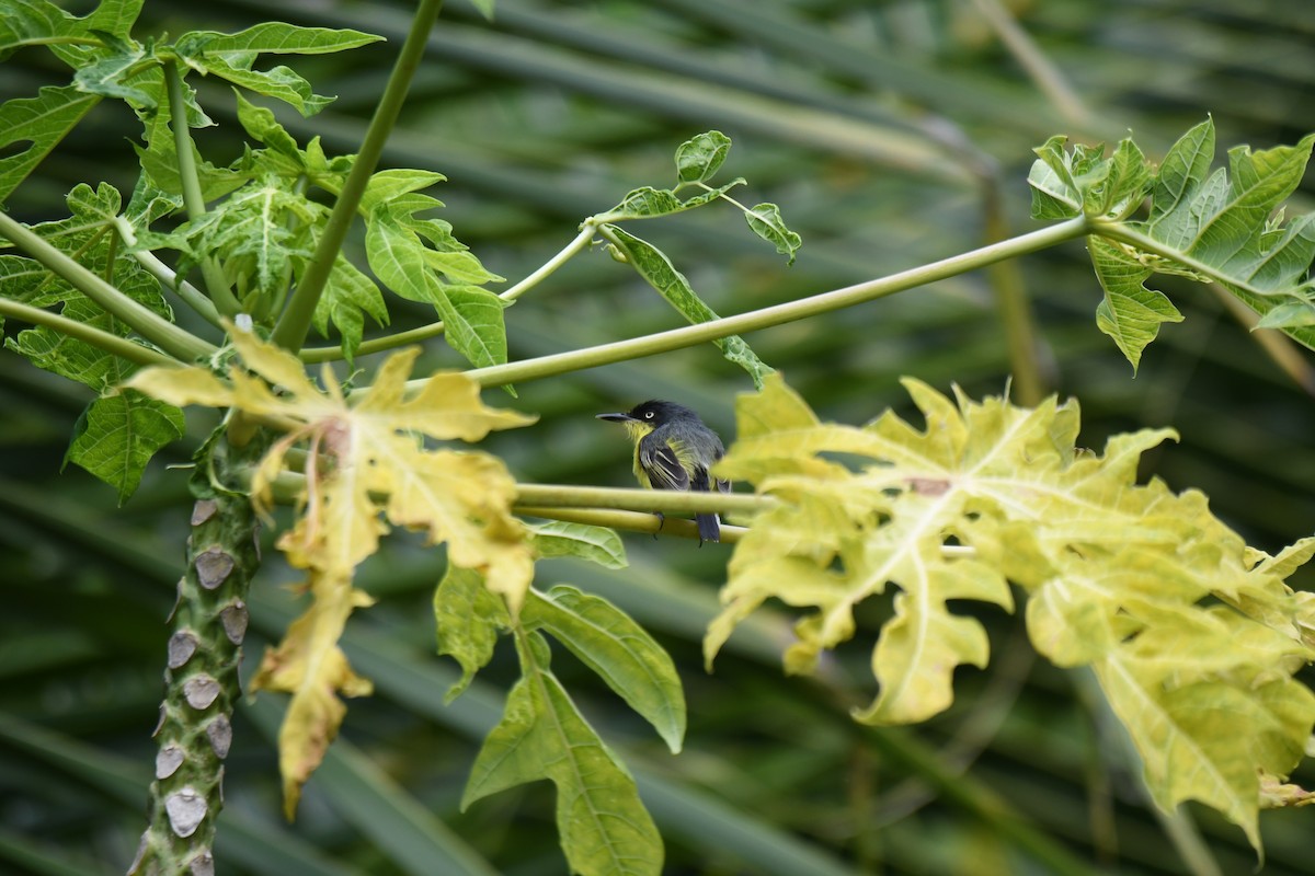 Todi Sinekkapanı [cinereum grubu] - ML654832752