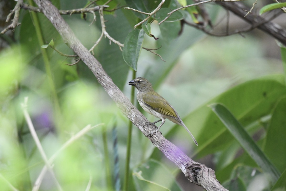 Çizgili Saltator - ML654832783