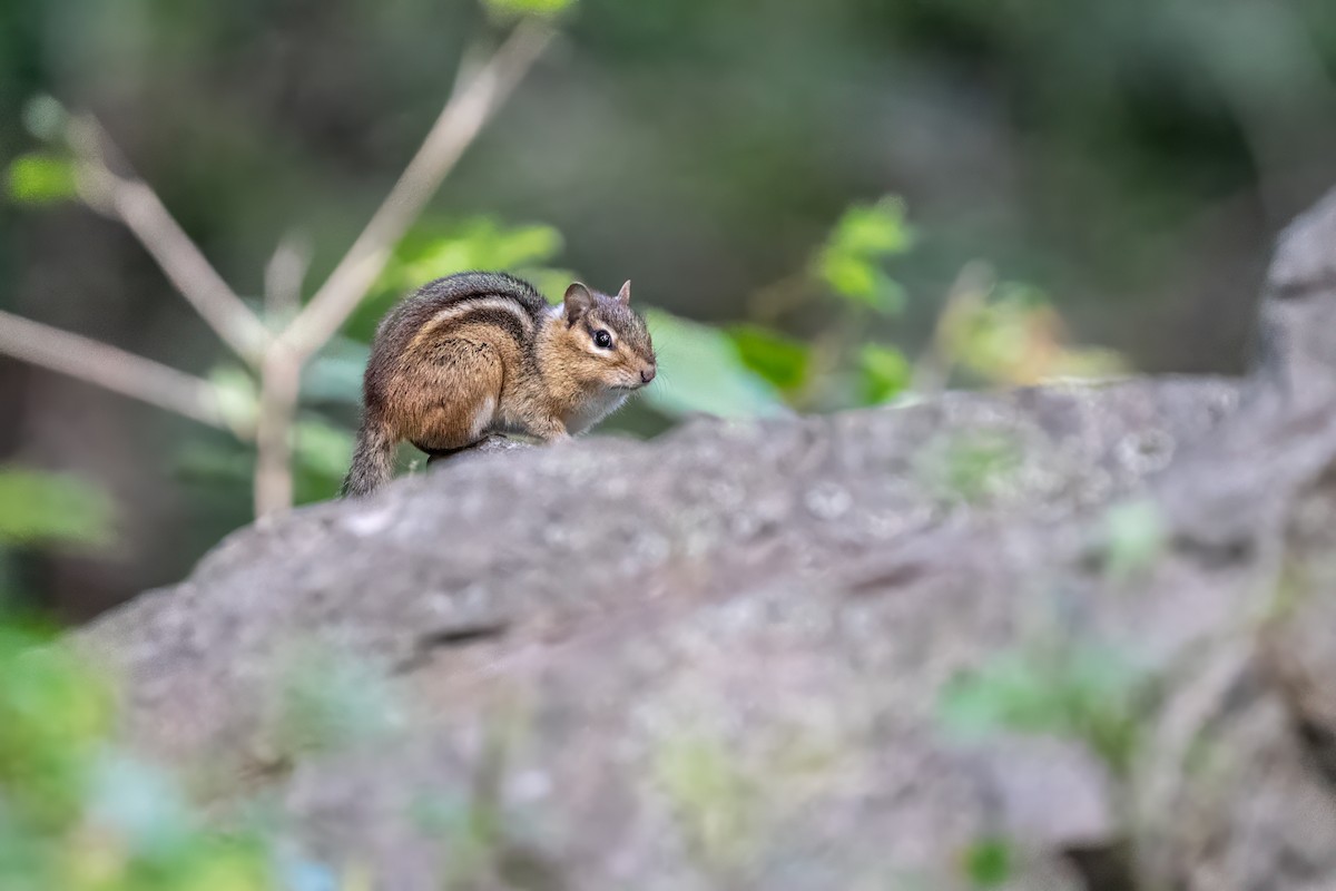 Eastern Chipmunk - ML654832796