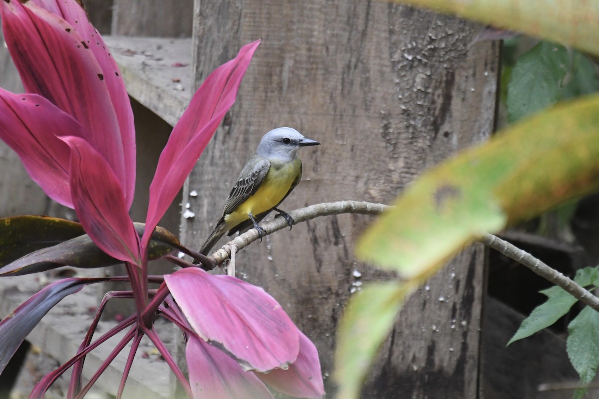 Tropikal Tiran - ML654832812