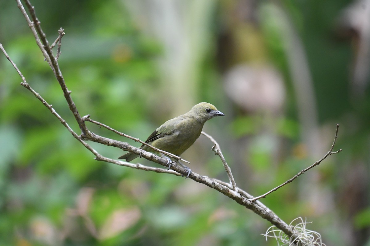 Palmiye Tangarası - ML654832831