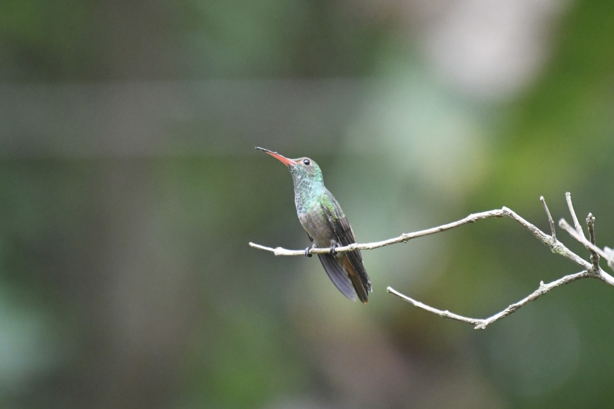 Kızıl Kuyruklu Kolibri [tzacatl grubu] - ML654832890