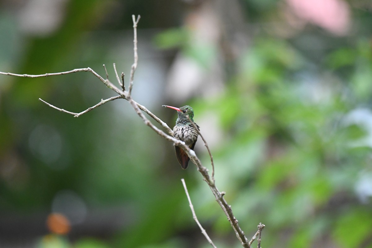 Kızıl Kuyruklu Kolibri [tzacatl grubu] - ML654832920