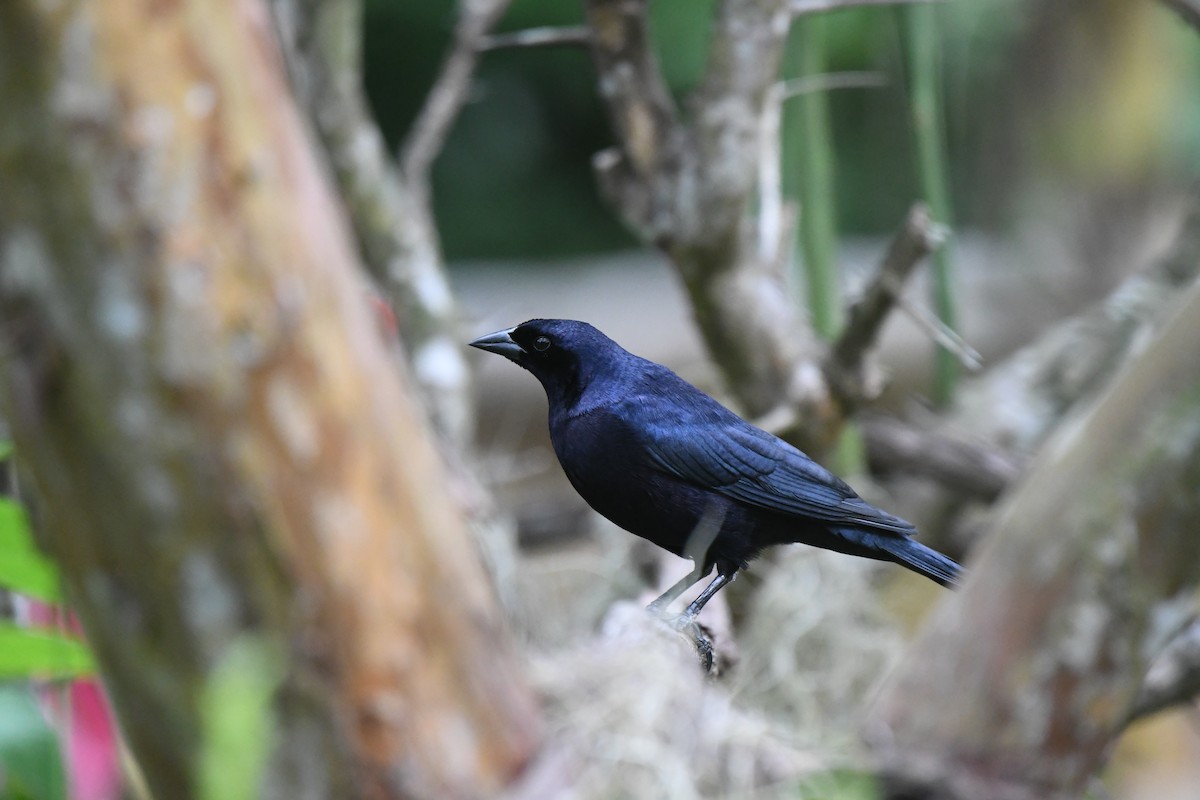 Parlak İnekkuşu - ML654832943