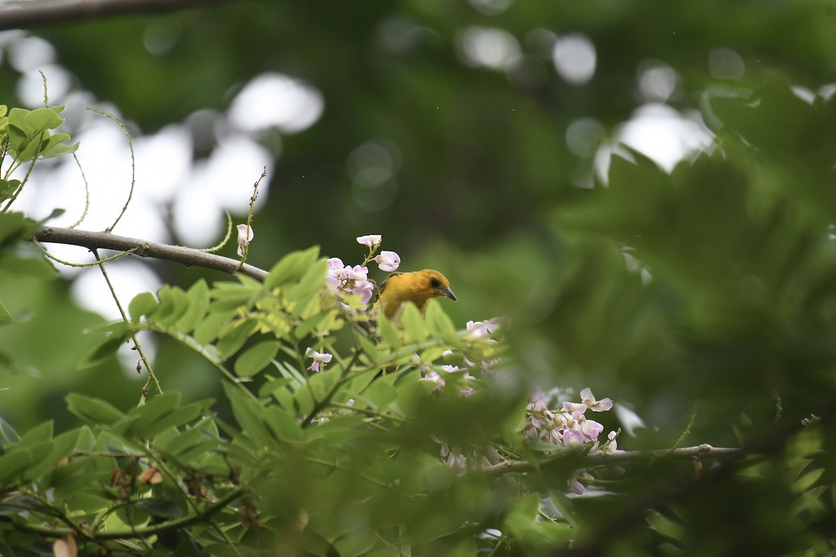 Turuncu Alınlı Turpiyal - ML654832987