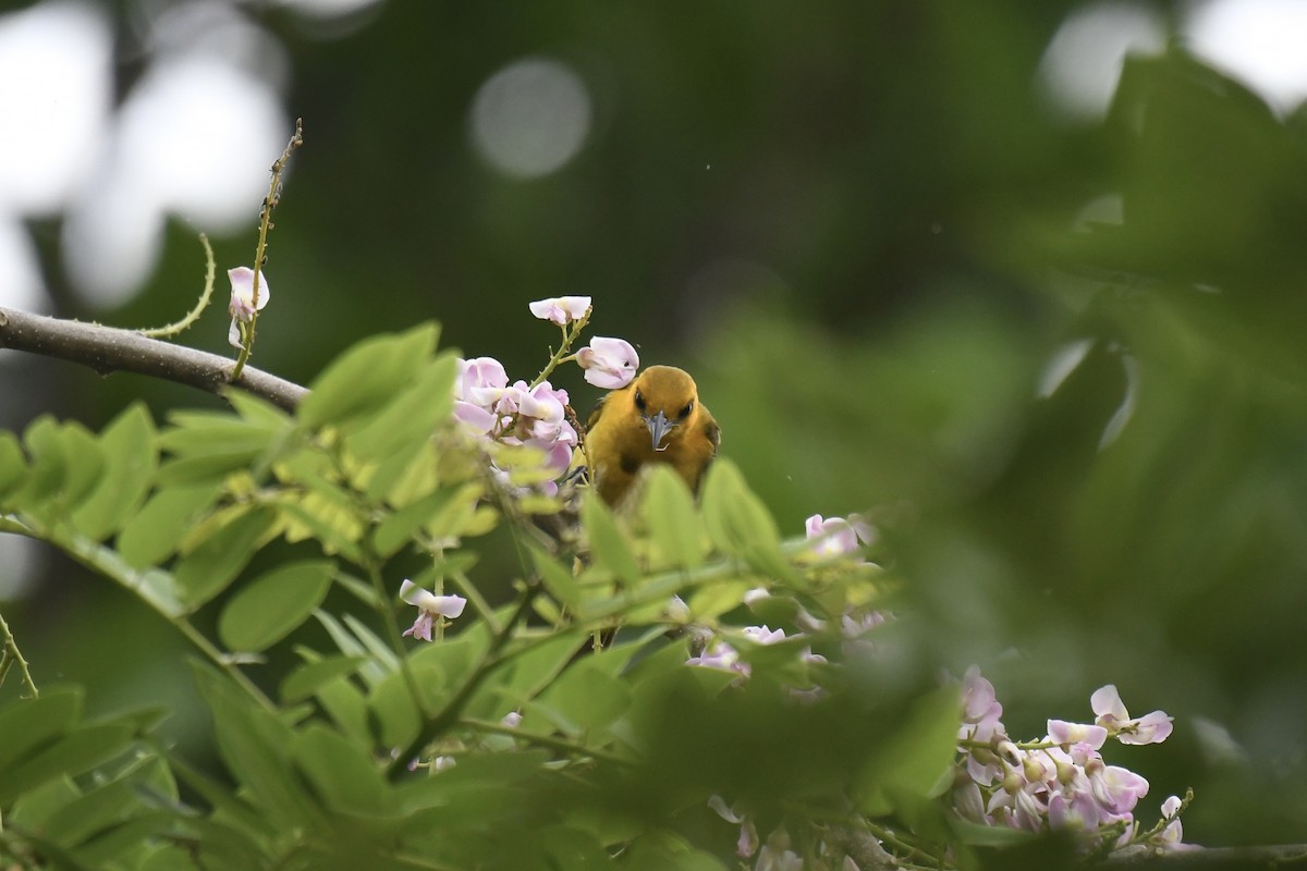 Turuncu Alınlı Turpiyal - ML654833017