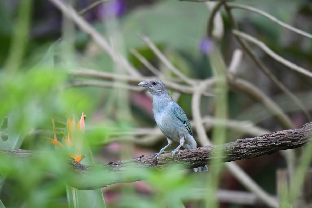 Buz Rengi Tangara - ML654833079