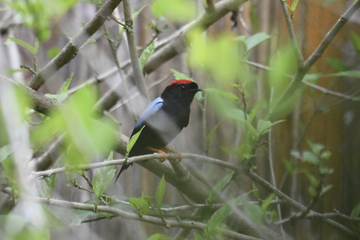 Ok Kuyruklu Manakin - ML654833133