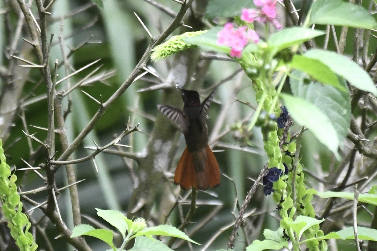 Topaz Taçlı Altıngerdan - ML654833190