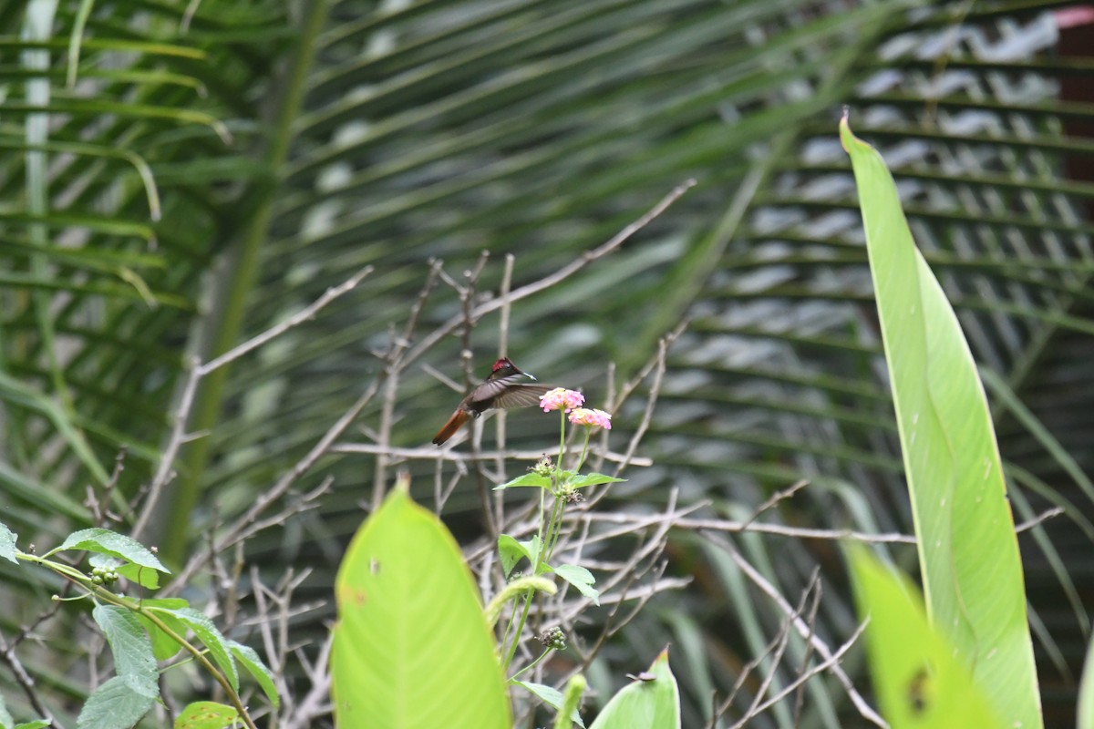 Topaz Taçlı Altıngerdan - ML654833211