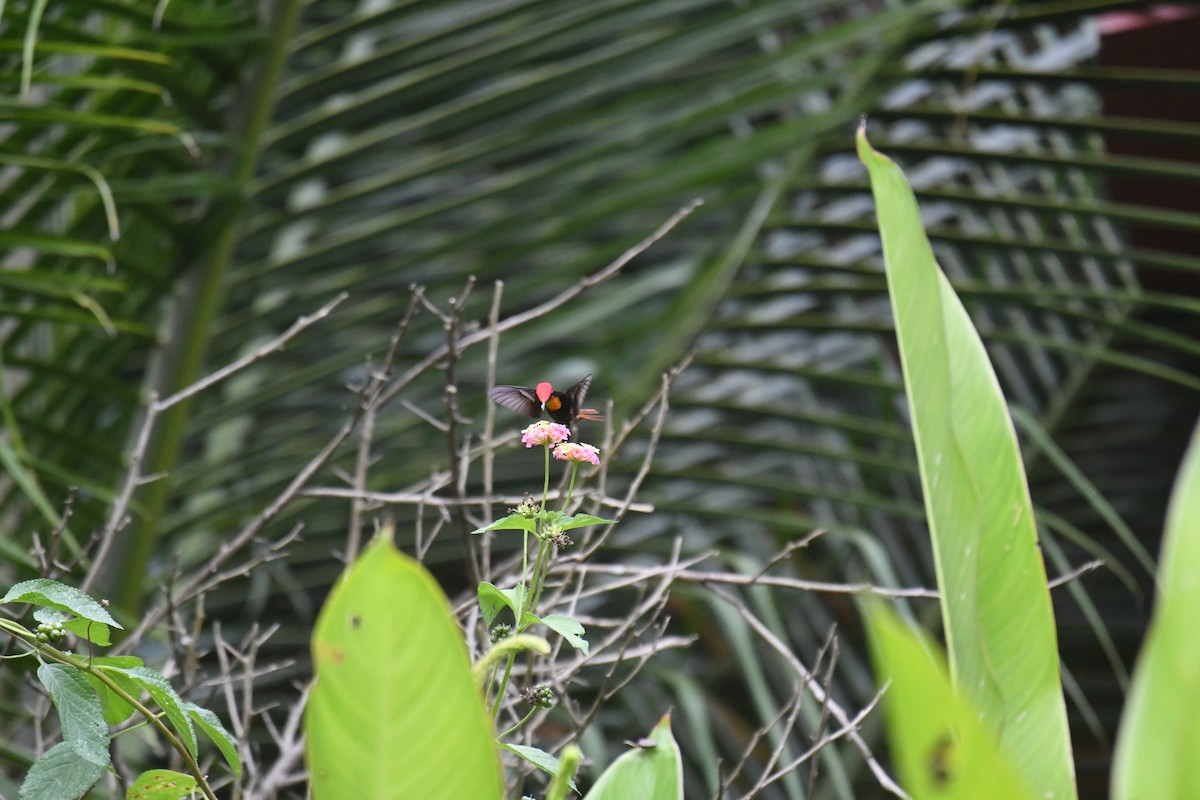 Topaz Taçlı Altıngerdan - ML654833228