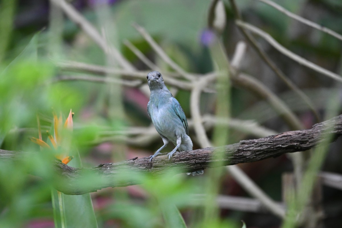 Buz Rengi Tangara - ML654833347