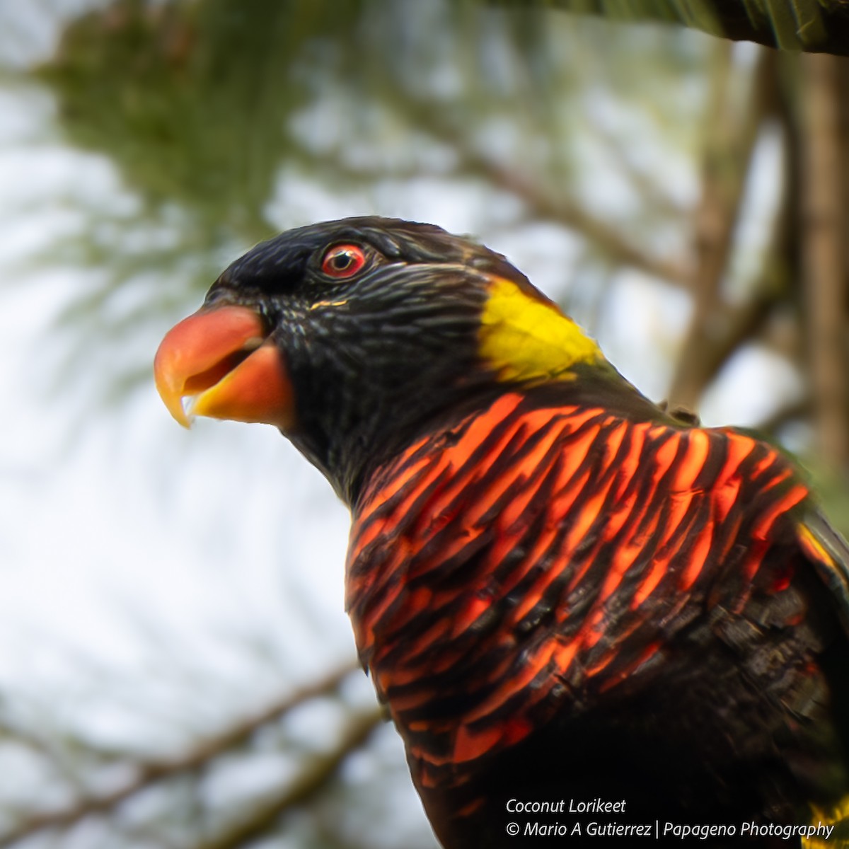 Coconut Lorikeet - ML654833436