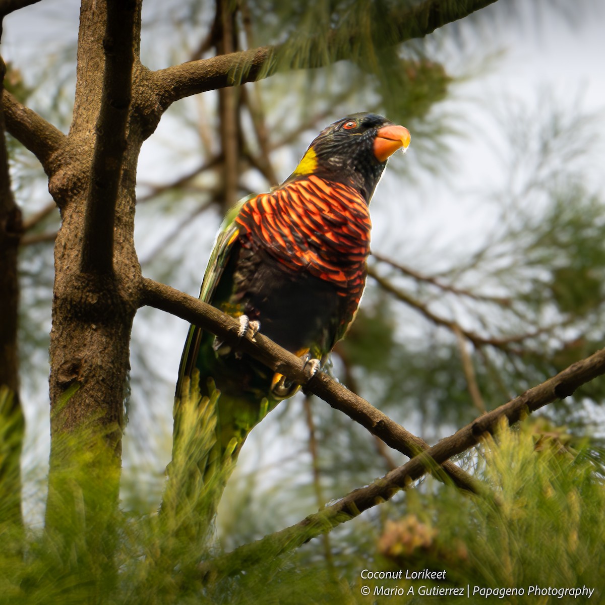Coconut Lorikeet - ML654833437