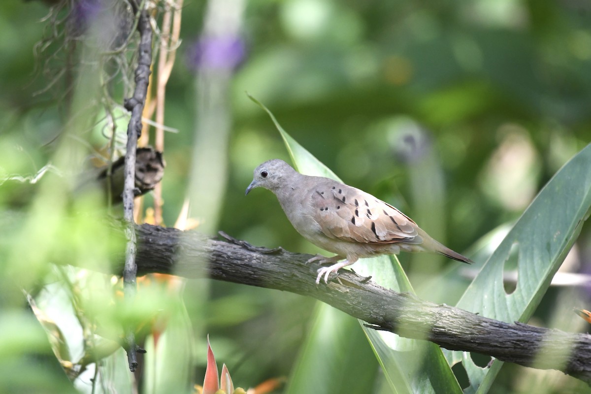 Kızıl Serçe Kumrusu - ML654833503