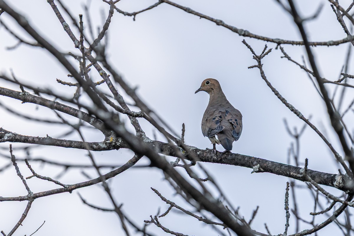 Mourning Dove - ML654833631