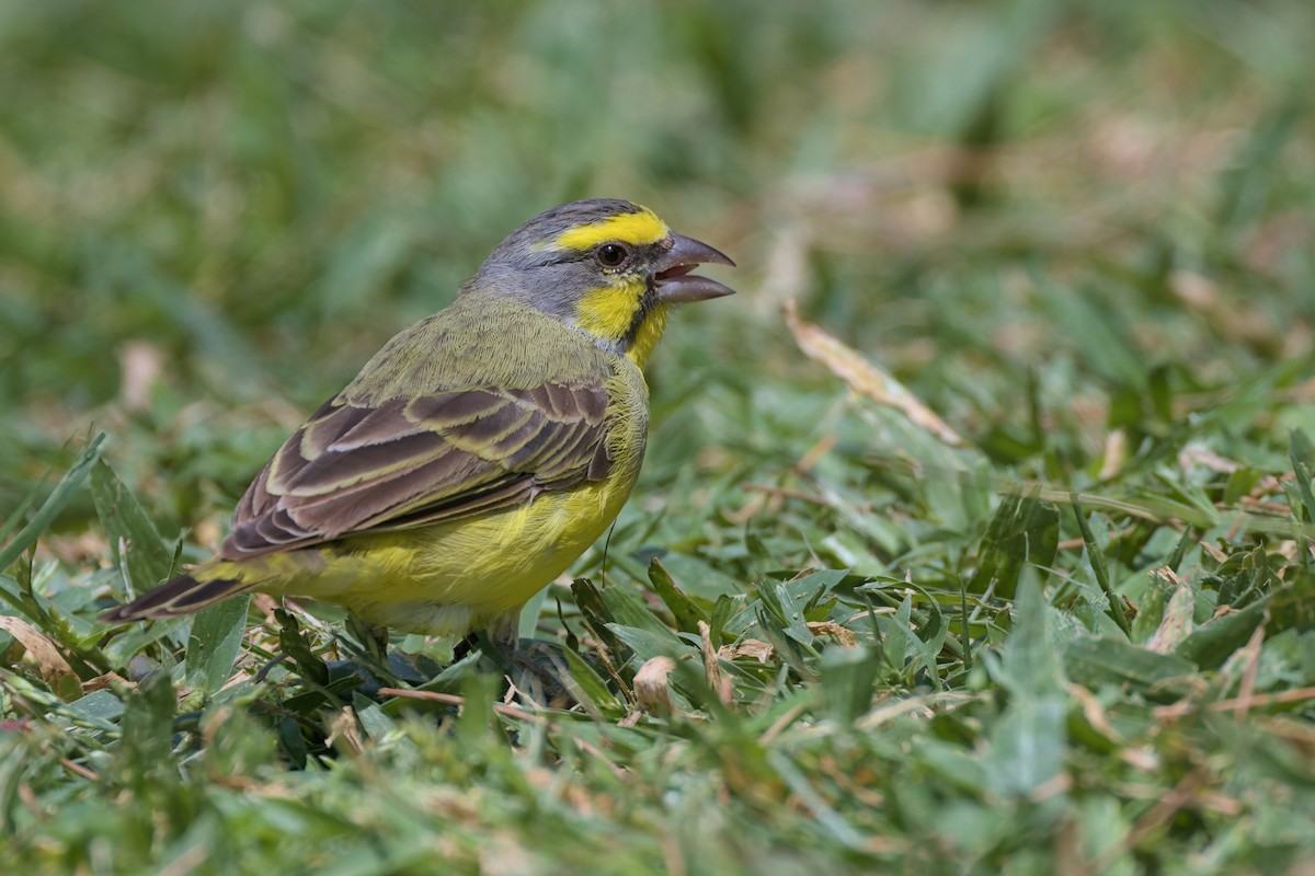 Yellow-fronted Canary - ML654834357