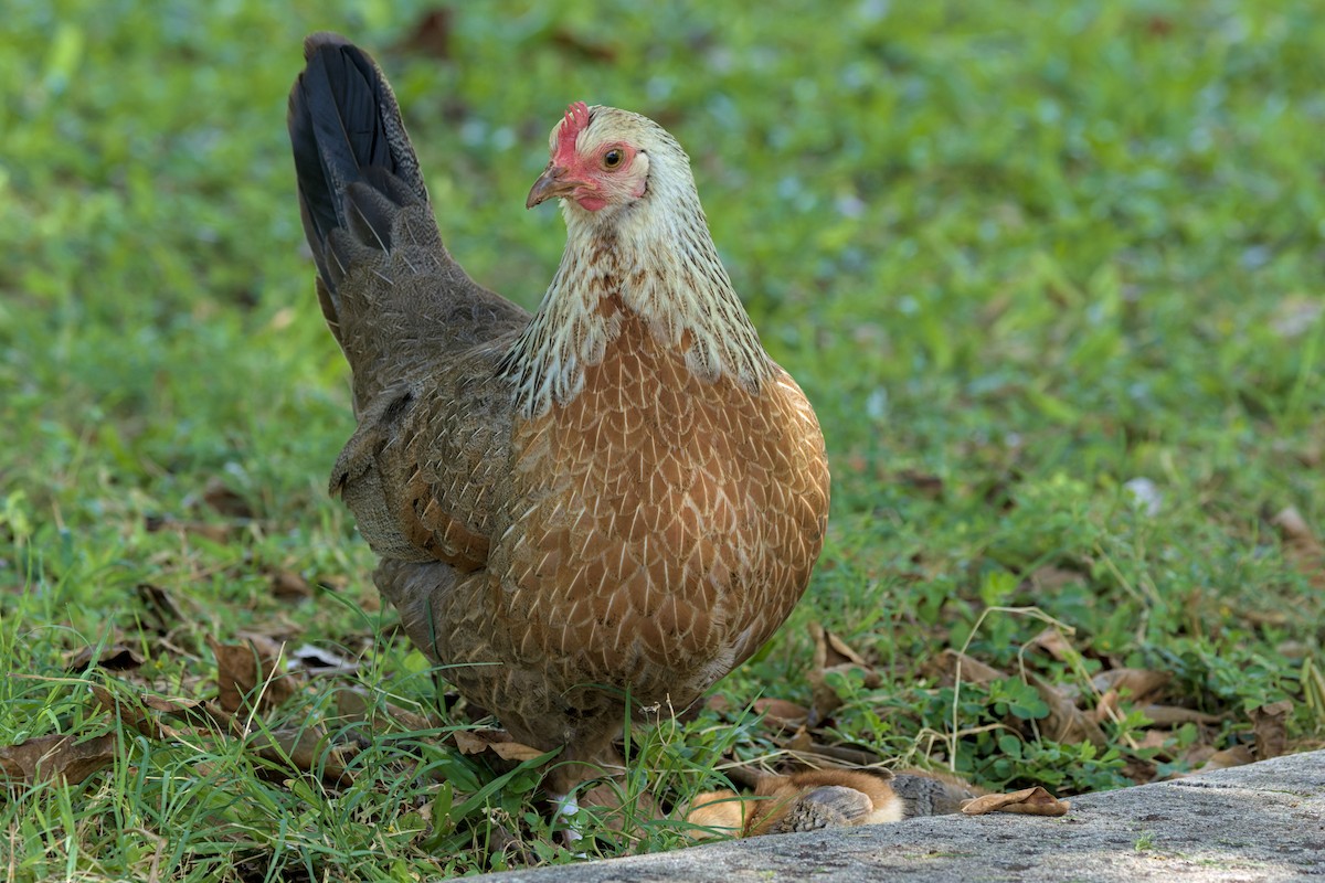 Red Junglefowl (Domestic type) - ML654834394