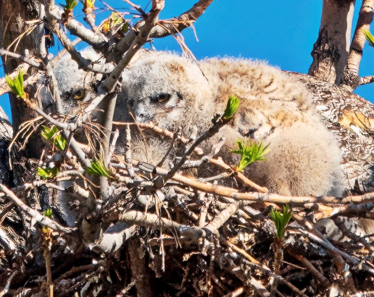 eBird Checklist - 12 Apr 2026 - 10433 Dillon Rd, Louisville US-CO (39. ...