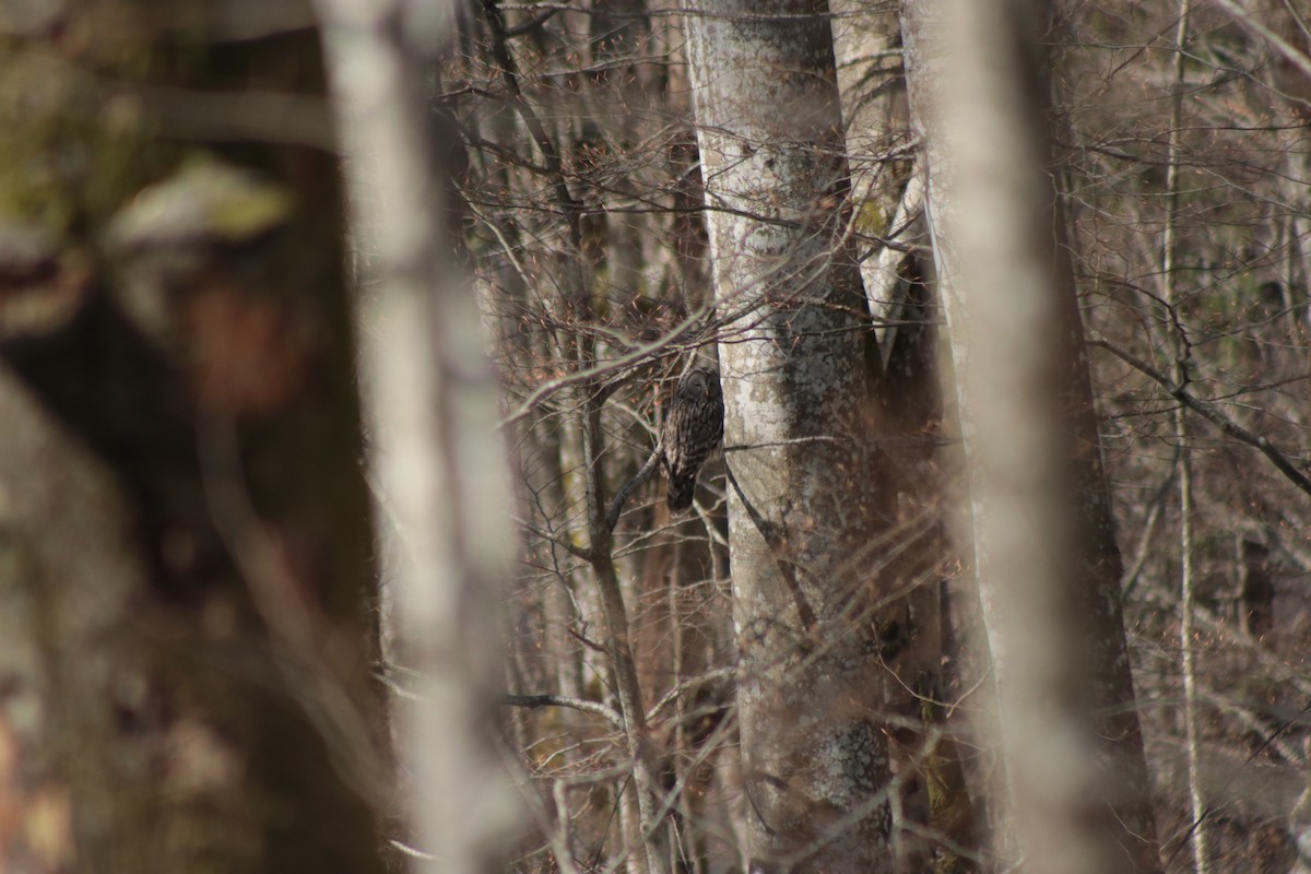 Habichtskauz - ML654835210