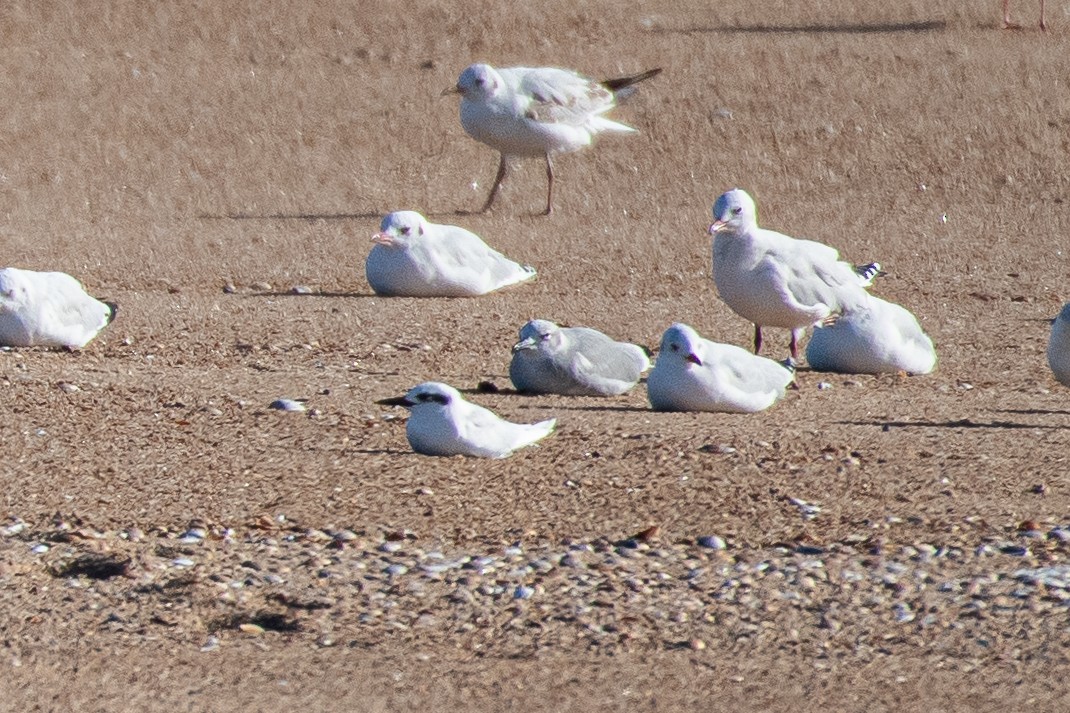 racek sp. - ML654835669