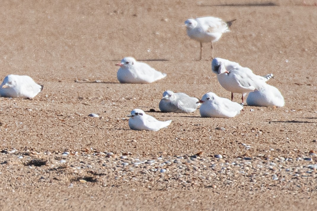 racek sp. - ML654835670