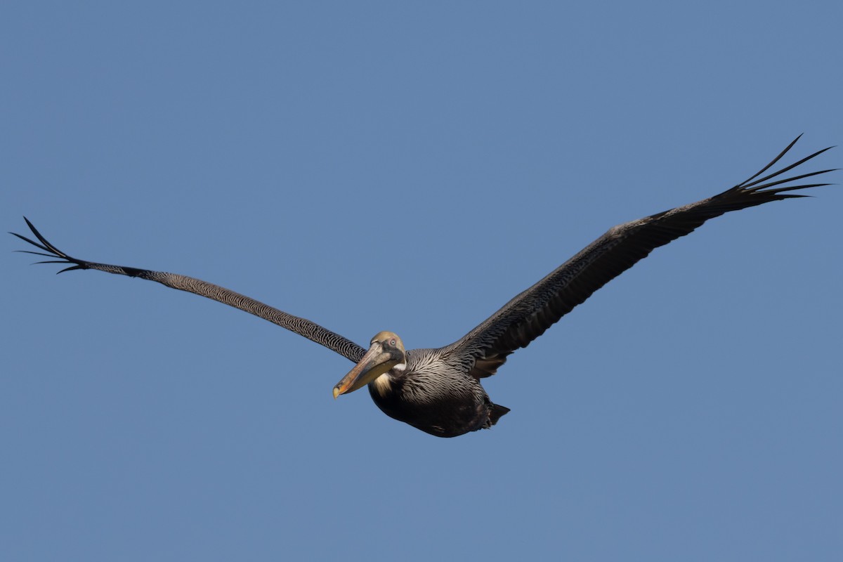 Brown Pelican - ML654836206