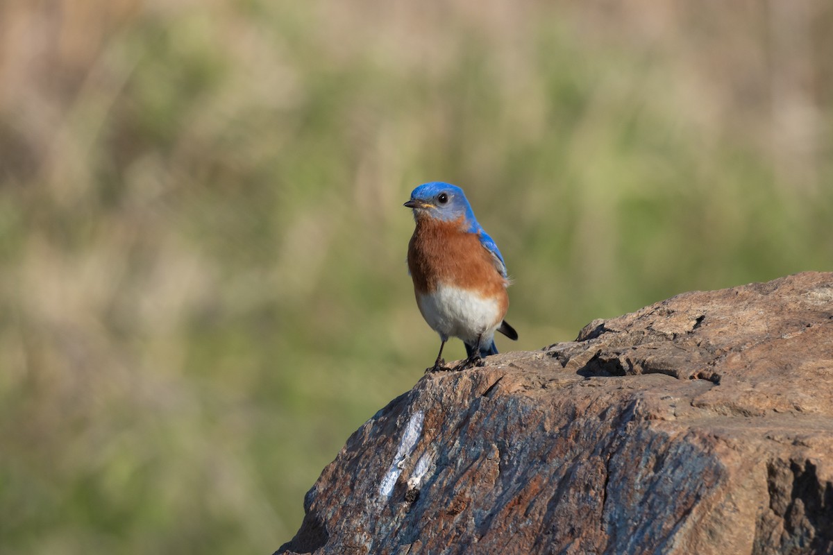 Eastern Bluebird - ML654836229