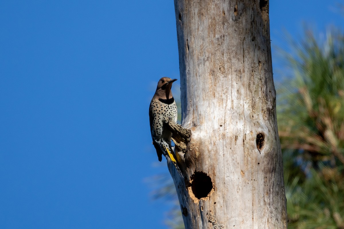 Northern Flicker - ML654836452