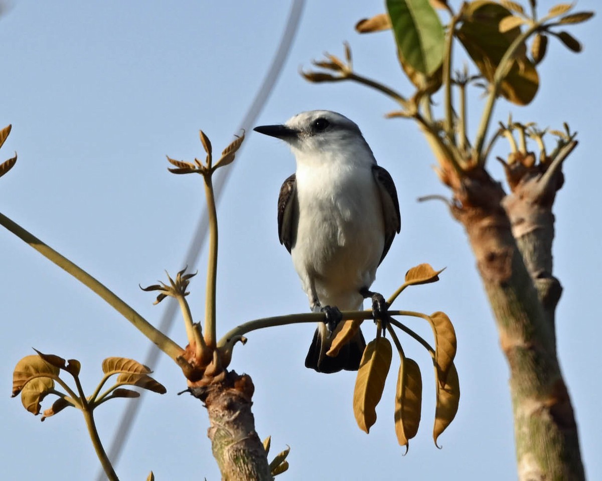 White-rumped Monjita - ML654838695