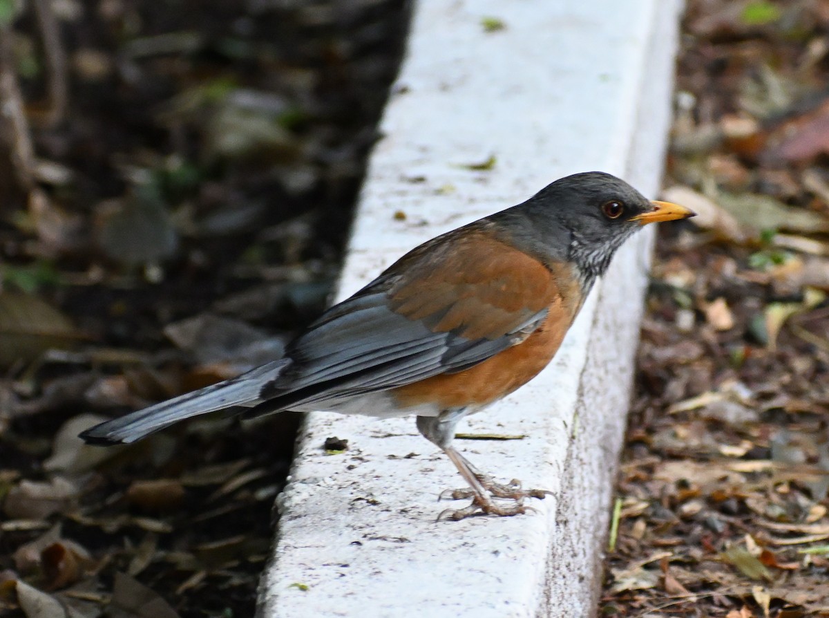 Rufous-backed Robin - ML654838701