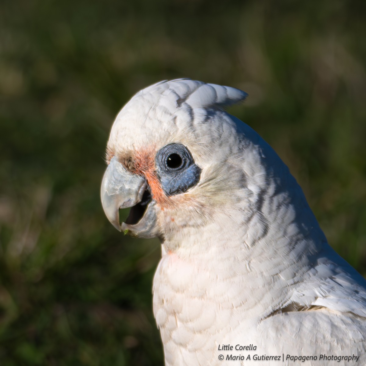 Little Corella - ML654838704